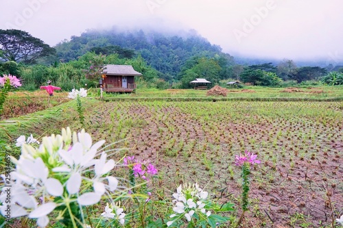 Cornfield with blockhouse and fog in the morning at Thailand, Space for text in template, Travel and Ecological concept