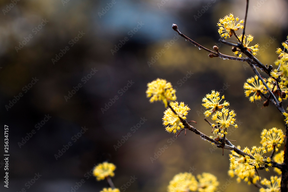 Spring Japanese cornlian cherry, yellow flowers Spring Japanese cornlian cherry, yellow flowers
