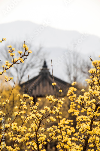 Spring Japanese cornlian cherry, yellow flowers