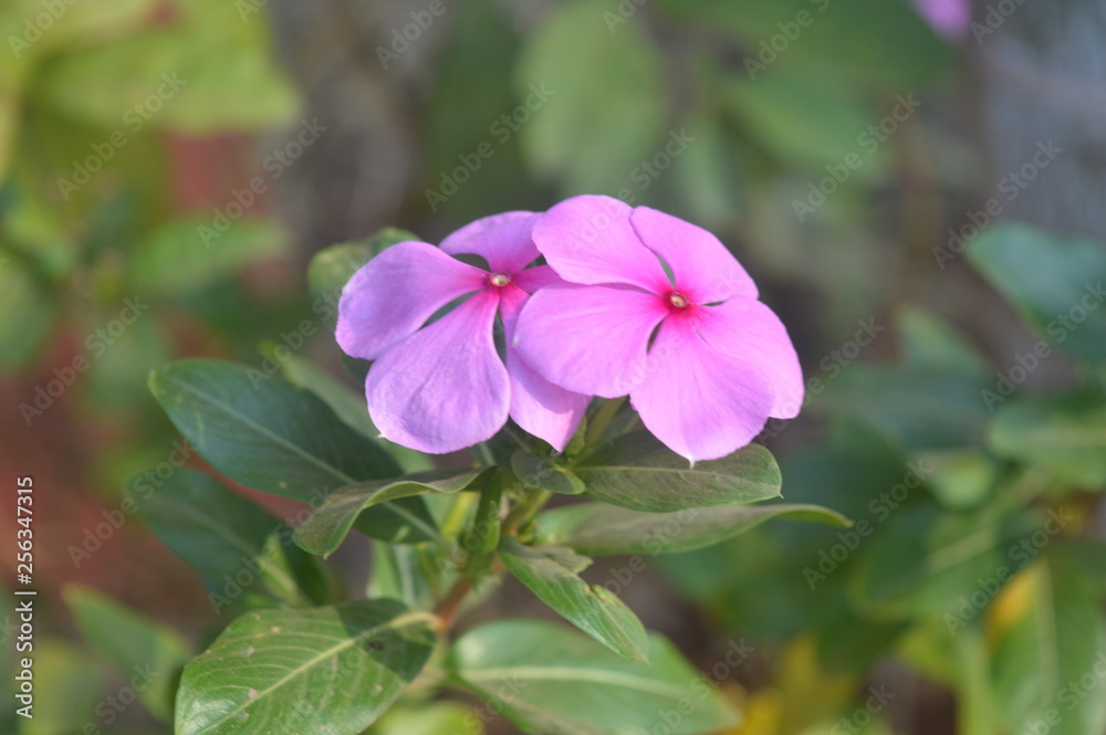 Pink periwinkle flower picture captured in the garden Pink periwinkle flower picture captured in the garden