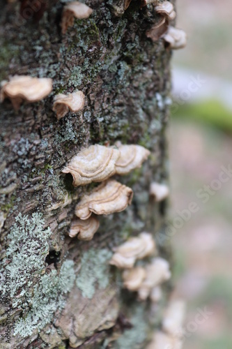 Fungi on a tree