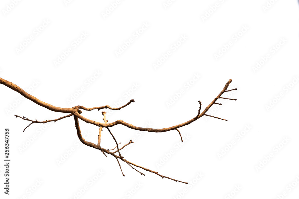 Dry branches isolated on white background