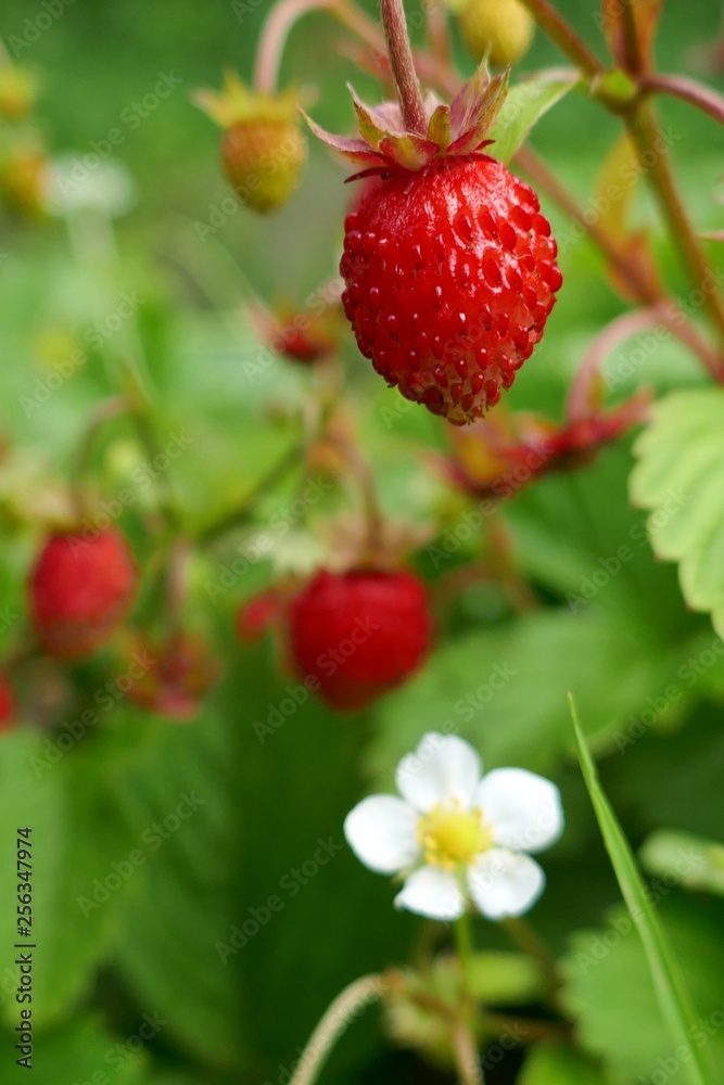 Photography Poster Wild strawberry | Wall Art | Abposters.com