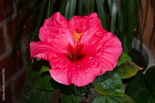 SONY DSC