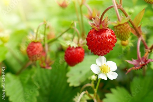 Wild strawberry.Garden  ripe strawberries in the bright rays of the sun on a green vegetative leafy background.Berry season Strawberry time. Summer berries