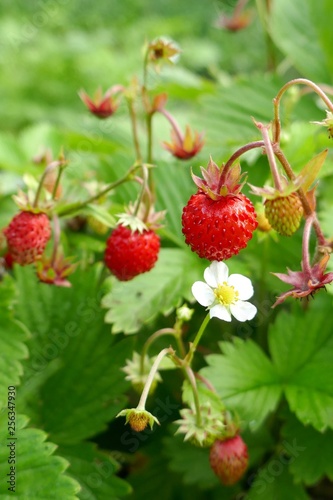 Wild strawberry.Garden red  strawberries in the bright rays of the sun on a green vegetative leafy background.Berry season Strawberry time. Summer berries
