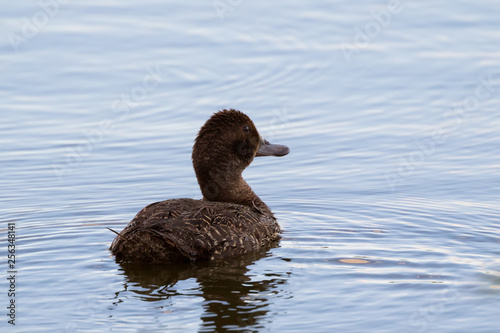 Female Blue-billed Duck swimming at Lake Seppings, Albany, Western Australia photo