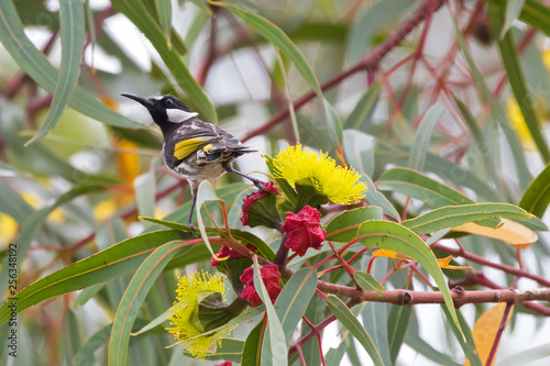White-cheeked Honeyeater bird on Red capped gum tree with beautiful flowers