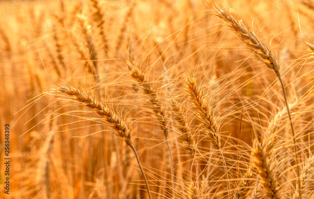 Golden wheat field on the background of summer sun .Ears of golden wheat close up. . Golden wheat field on the background of summer sun .Ears of golden wheat close up. .