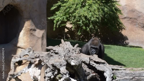 Gorilla male walking in a natural park - Western lowland gorilla photo