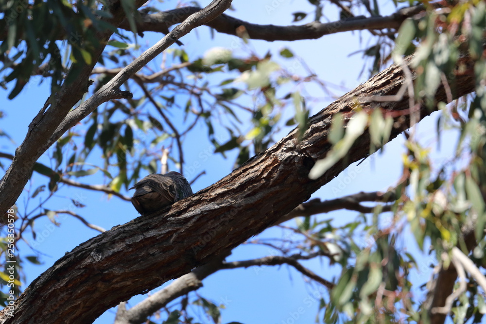 common bronzewing