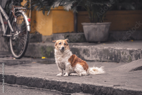 Dogs Of Vietnam