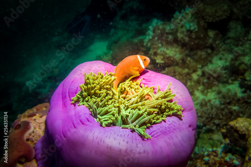 Orange amphiprion. Tropical fish