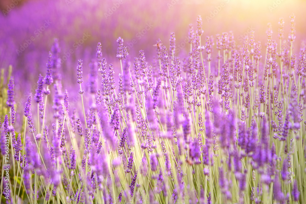 Obraz premium Lavender field aerial view. Purple lavender garden. Spa essential oil of beautiful herbs.
