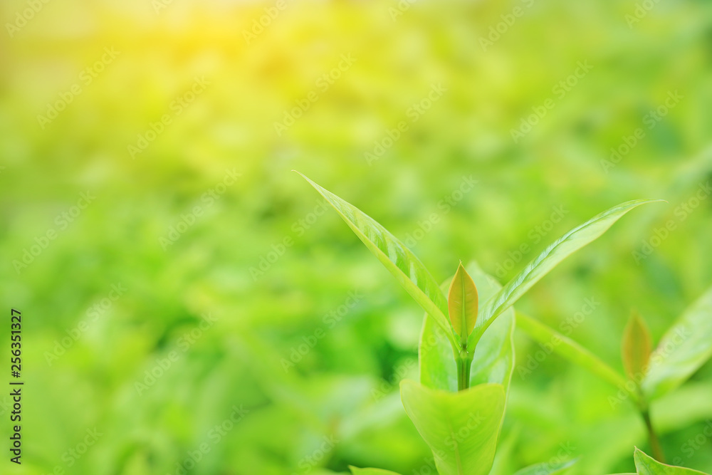 Fresh green tree leaf on blurred background in the summer garden with rays of sunlight. Close-up nature leaves in field Fresh green tree leaf on blurred background in the summer garden with rays of sunlight. Close-up nature leaves in field