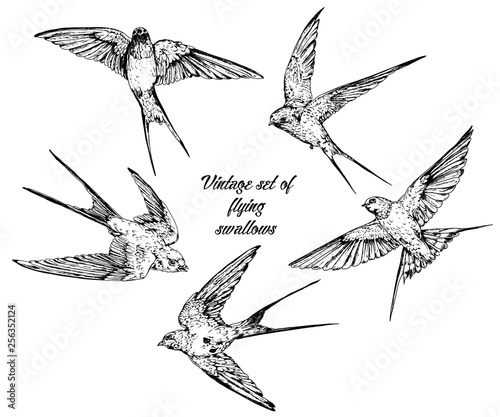 Hand drawn vector  flying swallows vintage set.