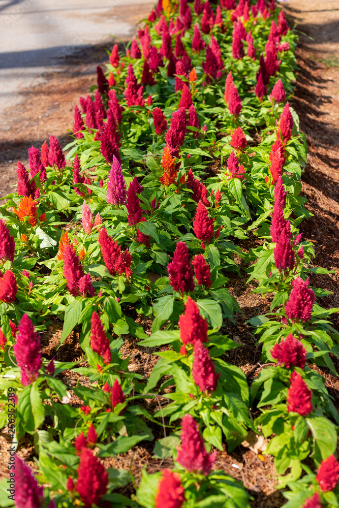 Fototapeta premium Flowers in garden.