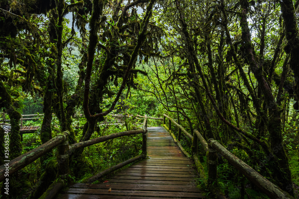 Wooden bridge walkway in to the rain forest Wooden bridge walkway in to the rain forest