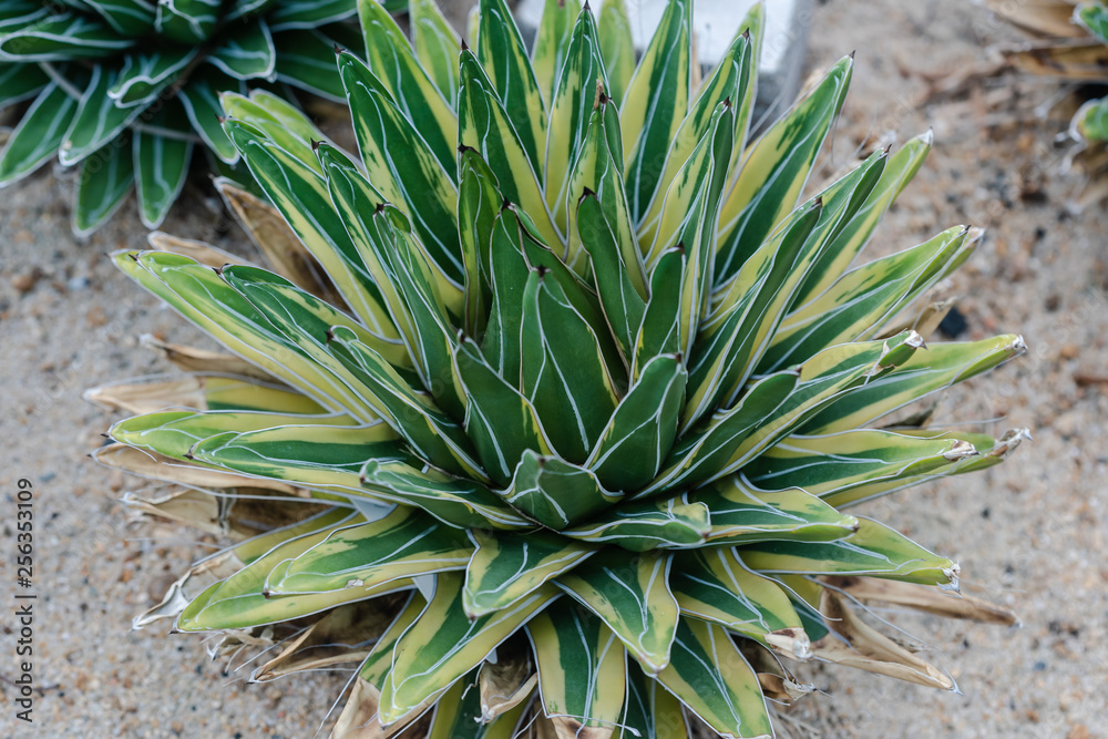 Close up of Queen Victoria Agave (Agave victoriae-reginae) 'Golden Princess' Close up of Queen Victoria Agave (Agave victoriae-reginae) 'Golden Princess'