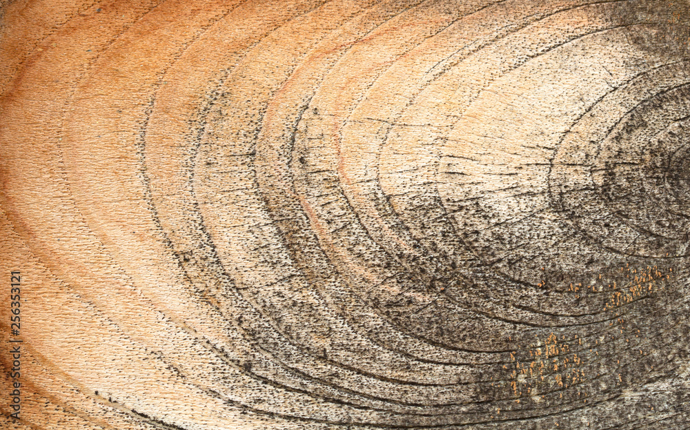 Fototapeta premium wood