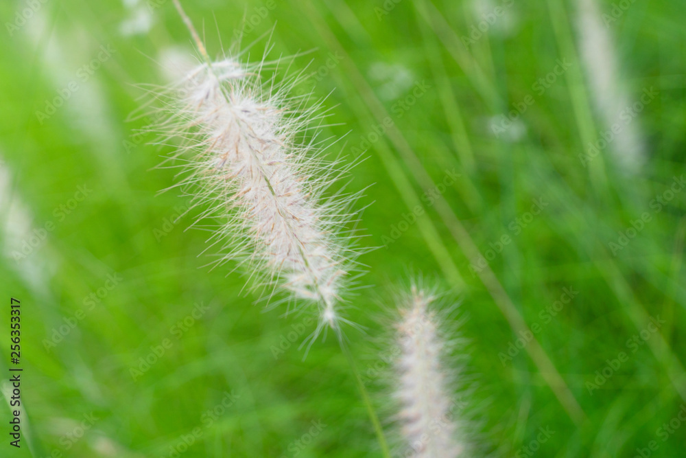 soft delicate white grass flower on the summer green meadow field nature background soft delicate white grass flower on the summer green meadow field nature background