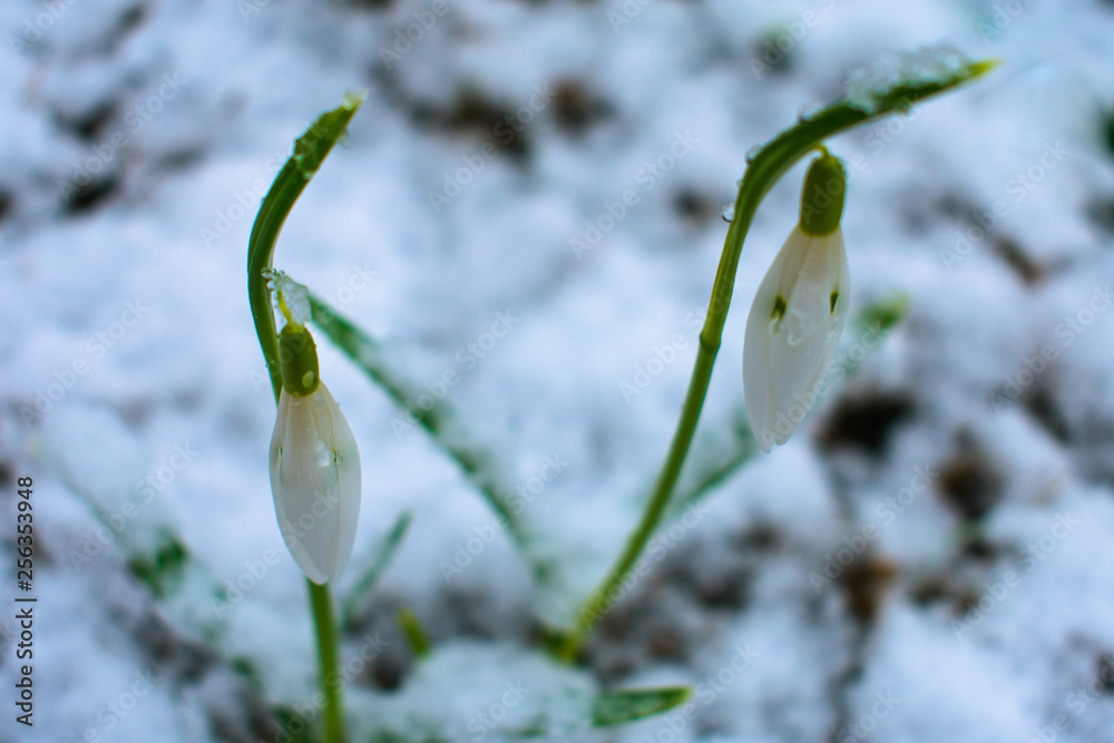 Obraz premium Snowdrop in the snow