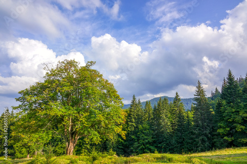 Old Tree on a Forest Glade and Clouds