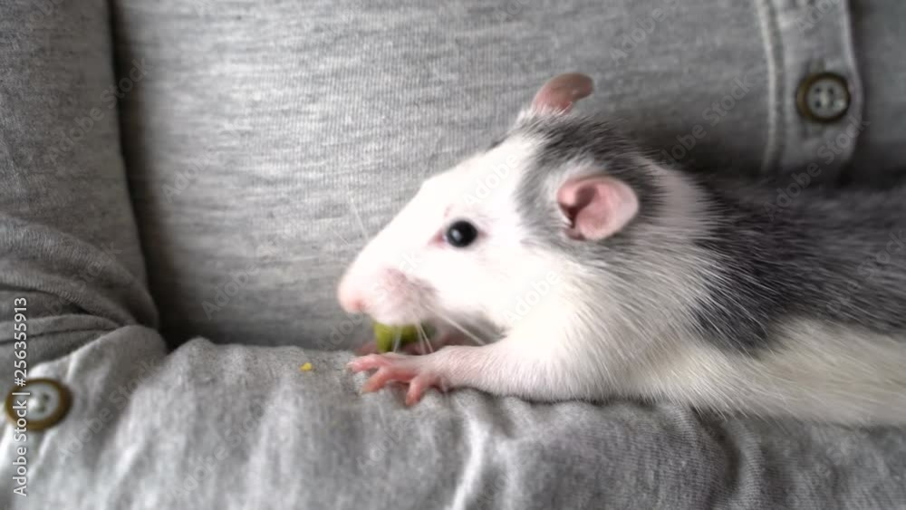 girl holding a cute rat. The rat eats and sniffs girl holding a cute rat. The rat eats and sniffs