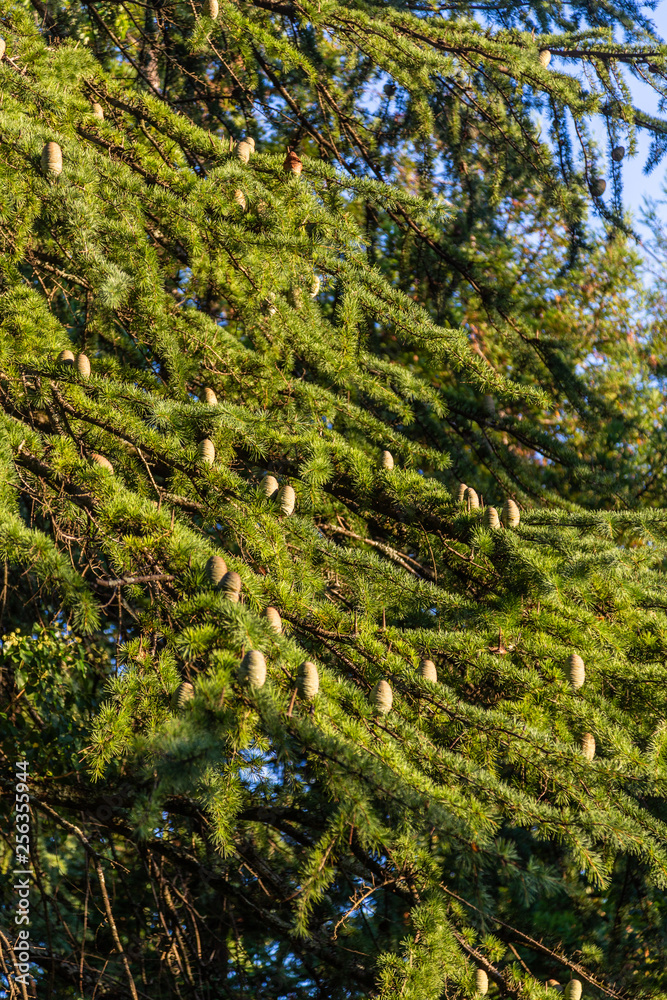 Cones of one of the varieties of pine sticking out on the branches in the sunlight in the botanical garden of Sochi. Russia Cones of one of the varieties of pine sticking out on the branches in the sunlight in the botanical garden of Sochi. Russia