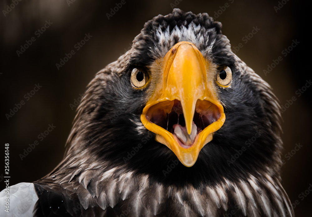 Obraz premium Steller's sea eagle portrait. Imposing close up portrait of Steller's sea eagle (Haliaeetus pelagicus). 