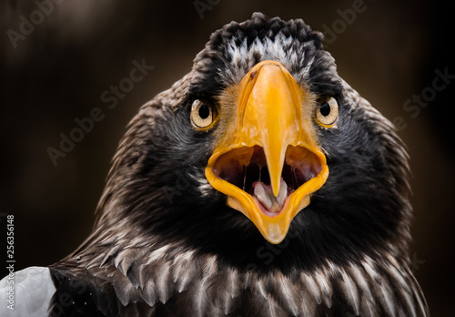 Steller's sea eagle portrait. Imposing close up portrait of Steller's sea eagle (Haliaeetus pelagicus). 