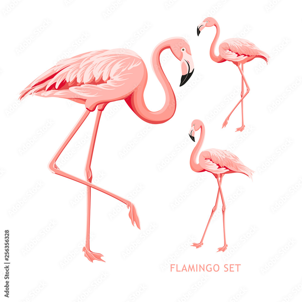 Fototapeta Tropical birds collection. Pink flamingos set. Fashion summer print bundle. Elements for invitation card and your template design. Vector illustration.