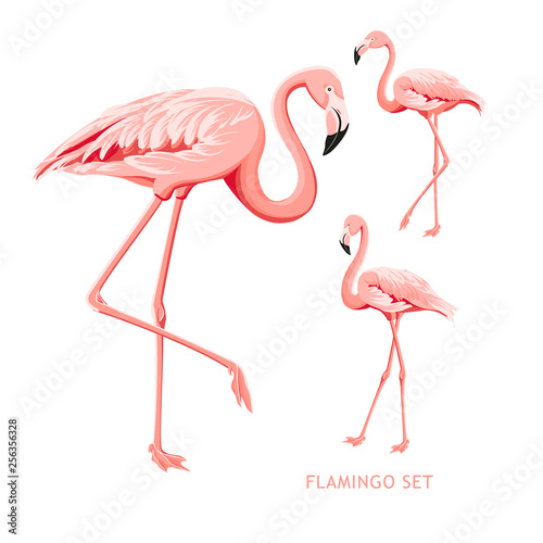 Tropical birds collection. Pink flamingos set. Fashion summer print bundle. Elements for invitation card and your template design. Vector illustration.
