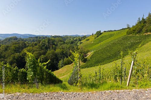 Vineyard on hill. Wine grapes are growing in south Styrian, Leutschach, Austria. photo