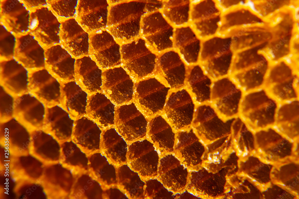 close up of Honeycomb bee home close up of Honeycomb bee home