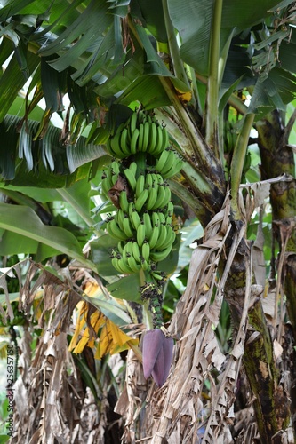 Banana tree with fruits.