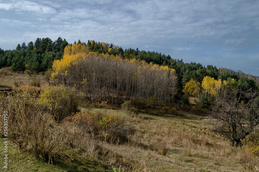Amazing autumn view of glade, hill, forest with deciduous and coniferous trees around Batak dam reservoir, Rhodope mountains, Bulgaria Amazing autumn view of glade, hill, forest with deciduous and coniferous trees around Batak dam reservoir, Rhodope mountains, Bulgaria