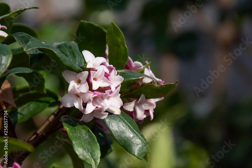 満開の沈丁花のクローズアップ photo