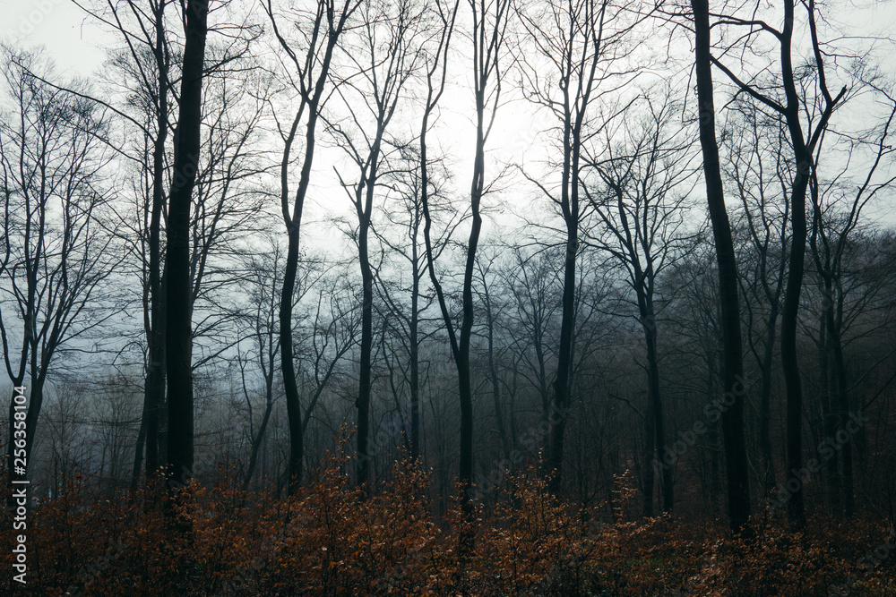 Wald! Wald!
