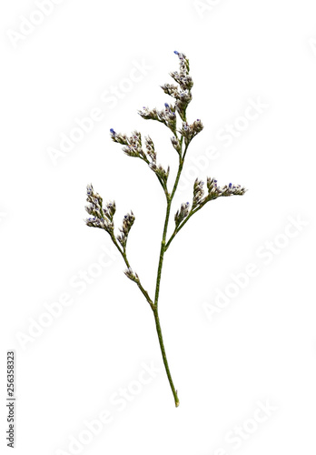 Closeup of limonium small flowers photo