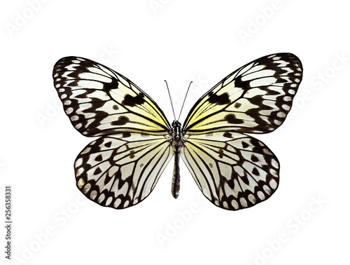 Idea leoconone butterfly © Ortis