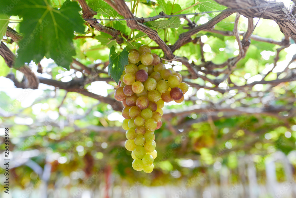 Close up bunch of grapes on vine, green grapes in grape farm at Central Vietnam