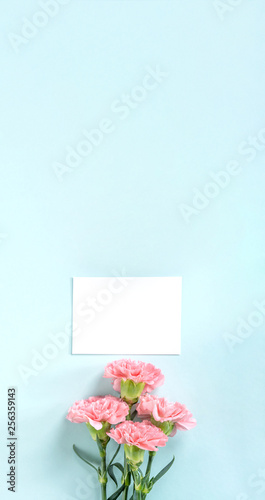 Beautiful fresh blooming baby pink color tender carnations isolated on bright blue background  mothers day thanks design concept top view flat lay copy space close up mock up