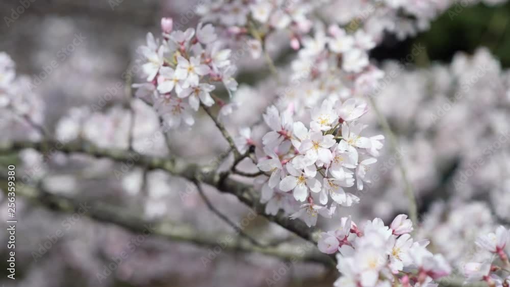 Cherry Tree in Bloom on the grounds of Biltmore House in Asheville North Carolina. Cherry Tree in Bloom on the grounds of Biltmore House in Asheville North Carolina.