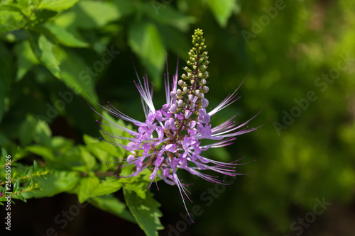 Purple flower of Purple Cat's Whiskers growing in tropical area photo