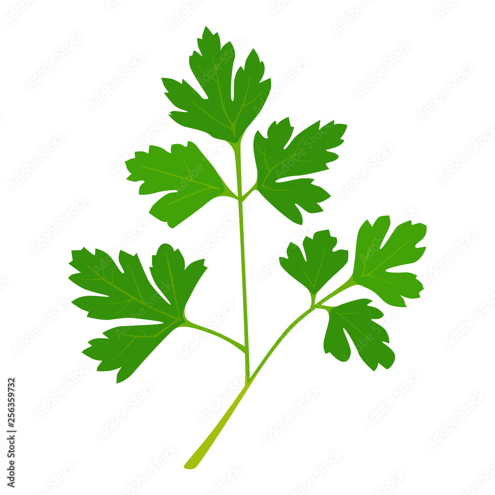 ハーブのイラスト 新鮮なイタリアンパセリ Stock ベクター Adobe Stock ハーブのイラスト 新鮮なイタリアンパセリ Stock ベクター Adobe Stock