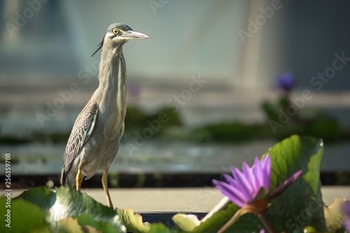 Straited Heron Bird in pool of Pink Water Lily Flowers  photo