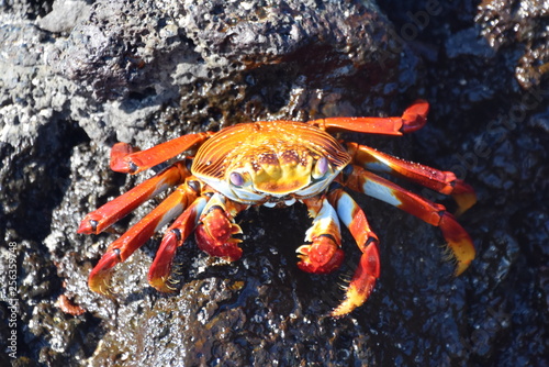 Closeup on orange colored Sally lightfoot crab Grapsus grapsus on a rock