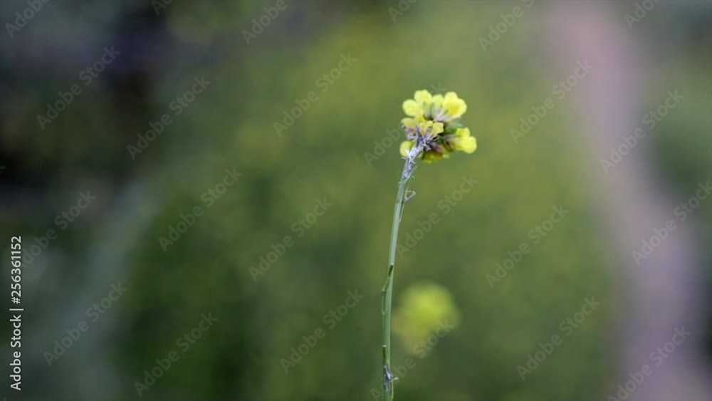 One Piece Of Yellow Mustard Flowering Blowing In The Wind. Wild Yellow Rapeseed Blowing. Summer Lighting, Summer Background, Shallow Focus One Piece Of Yellow Mustard Flowering Blowing In The Wind. Wild Yellow Rapeseed Blowing. Summer Lighting, Summer Background, Shallow Focus