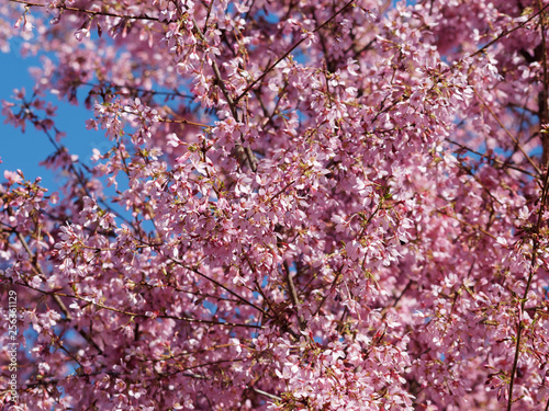 Tableau sur toile Prunus incisa - Cerisier du Japon  'paean'